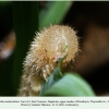 erebia melancholica daghestan larva4b